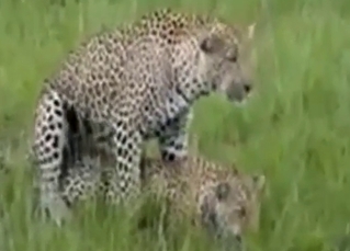 Compilation of varied animals fucking hard