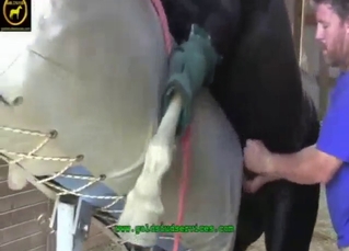 Slutty mare is ready to enjoy diverse anal sex