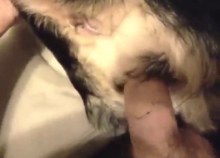 POV zoophile porn shows dog getting gaped