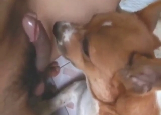 Zoophile porn with a dog licking this dick