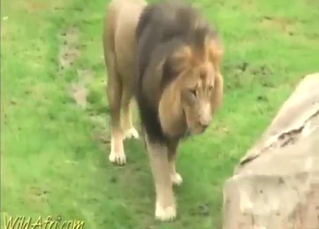 Lion gets humped in it is hot to see on cam