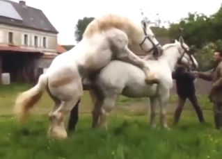 Stunning mare is going to get fucked in a hot vid