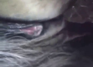 Wet animal vag gets fucked by a true stud