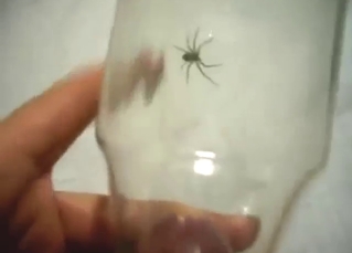 Dude catches spiders with his meaty cock