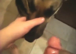 Brown animal is going to take a facial eventually