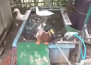 Hot-looking duck fucks another duck so hard