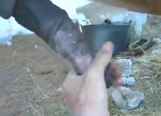 Horse penis pleasured by a sexy zoophile in POV