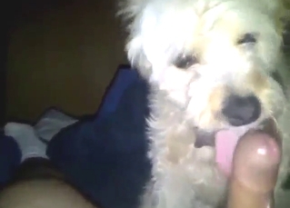 Adorable white dog licking his dick in POV