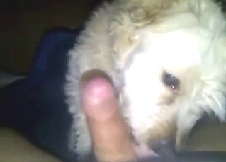 Adorable white dog licking his dick in POV