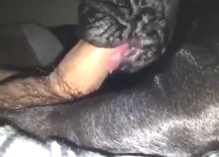Hairy cock guy feeds his boner to a black dog