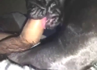 Hairy cock guy feeds his boner to a black dog