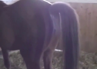 Mare pussy is going to be explored for real