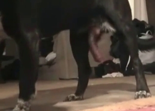 Fatty milf and her horny doggy