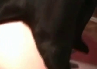 Fatty milf and her horny doggy