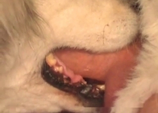 Dog is swallowing a dick
