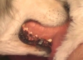 Dog is swallowing a dick