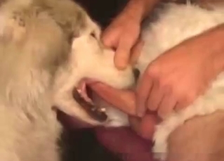 Dog is swallowing a dick
