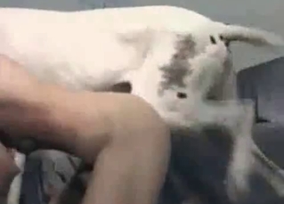 Skinny slut fucked by a nice doggy