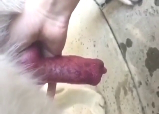 Hot guy is going to jack this animal off hard