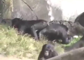 BI monkey porn with plenty of fluid fuckery