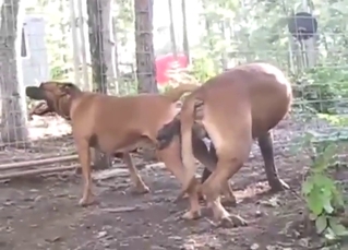 Picking some strange vibes with these dogs