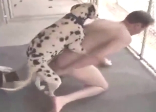 Gay dude makes sure that Dalmatian is happy