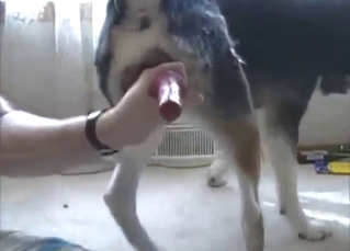 An exciting handjob for a sexy dog who gets hard