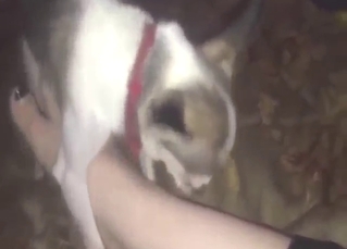 Chihuahua wants to hump this girl's sexy feet