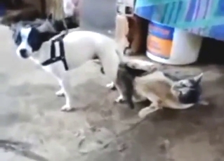 This cat might be interested in dog cock today