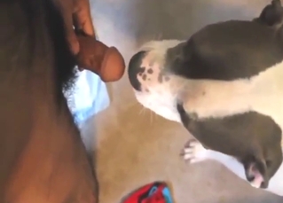Horny dude in a zoo porn movie with a white dog