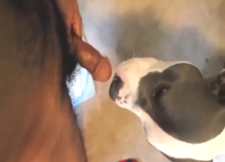 Horny dude in a zoo porn movie with a white dog