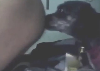 Hot bestiality sex with a dog that licks dick