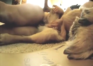 Good bestiality porn with a slutty beast taking it