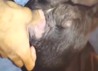 Zoo sex with a hot beast that gets stretched