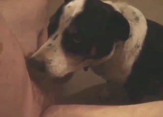Zoophile guy feeds his dick to a sexy doggo