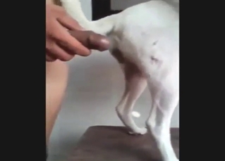 Zoo XXX shows a dog taking his big Brazilian dong