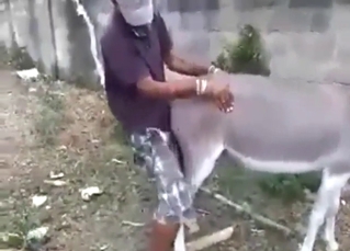 Donkey power-fucked in this amazing zoo porn