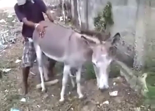 Donkey power-fucked in this amazing zoo porn