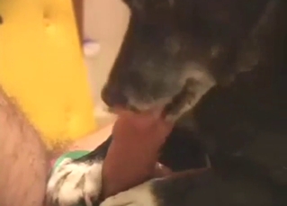 Black dog fools around with an uncut gay penis