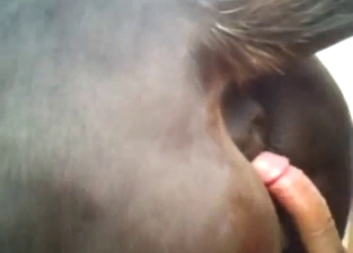 Mare with a good-looking pussy wants his BWC