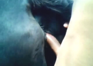 Mare with a good-looking pussy wants his BWC