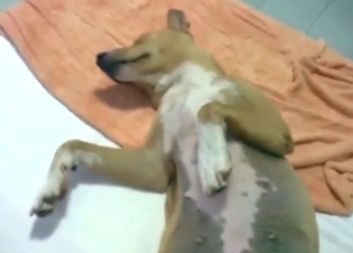 Brown beast with a sexy doghole gets fucked in POV