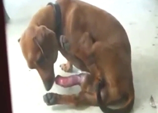 Dachshund sucking its own dick in a solo scene