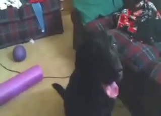 Gay blowjob scene showing a horny Labrador