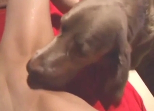 Brown dog gets off with licking in non-POV movie