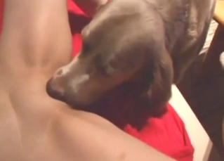 Brown dog gets off with licking in non-POV movie