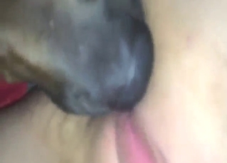 Lady rubbing her clit as the dog eats her out