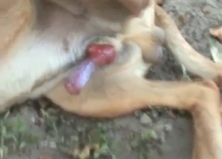 Dog from the jungle is going to fuck that gay ass