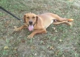 Dog from the jungle is going to fuck that gay ass