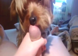 Dude with a nice cock lets his dog lick that dick